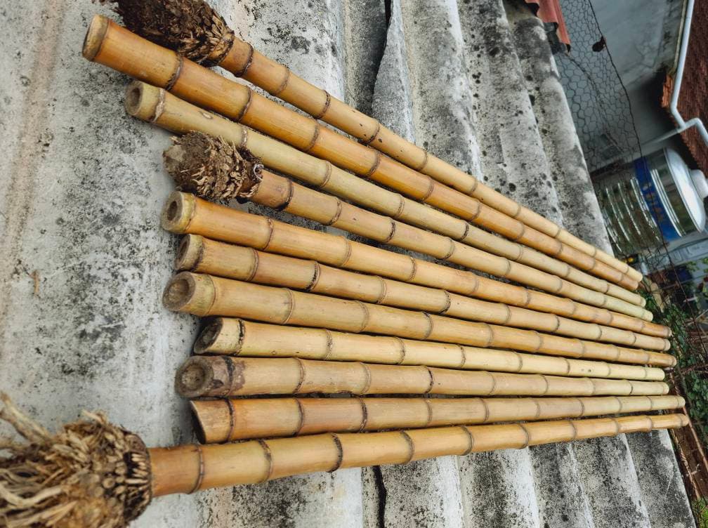 Trúc làm tiêu vừa được uốn nắn, phơi nắng