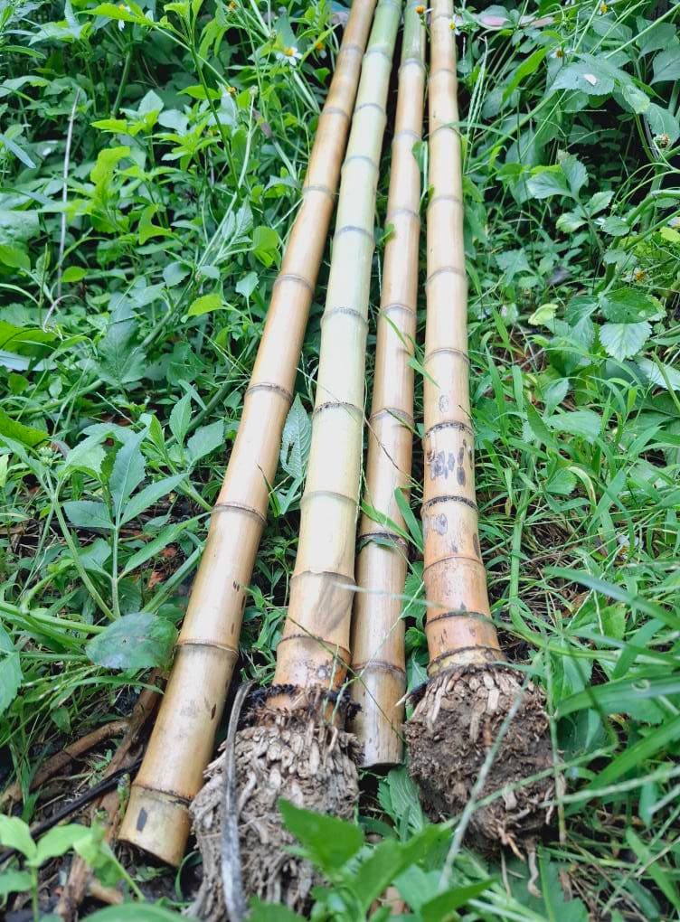 Phôi trúc làm tiêu sau khi uốn nắn